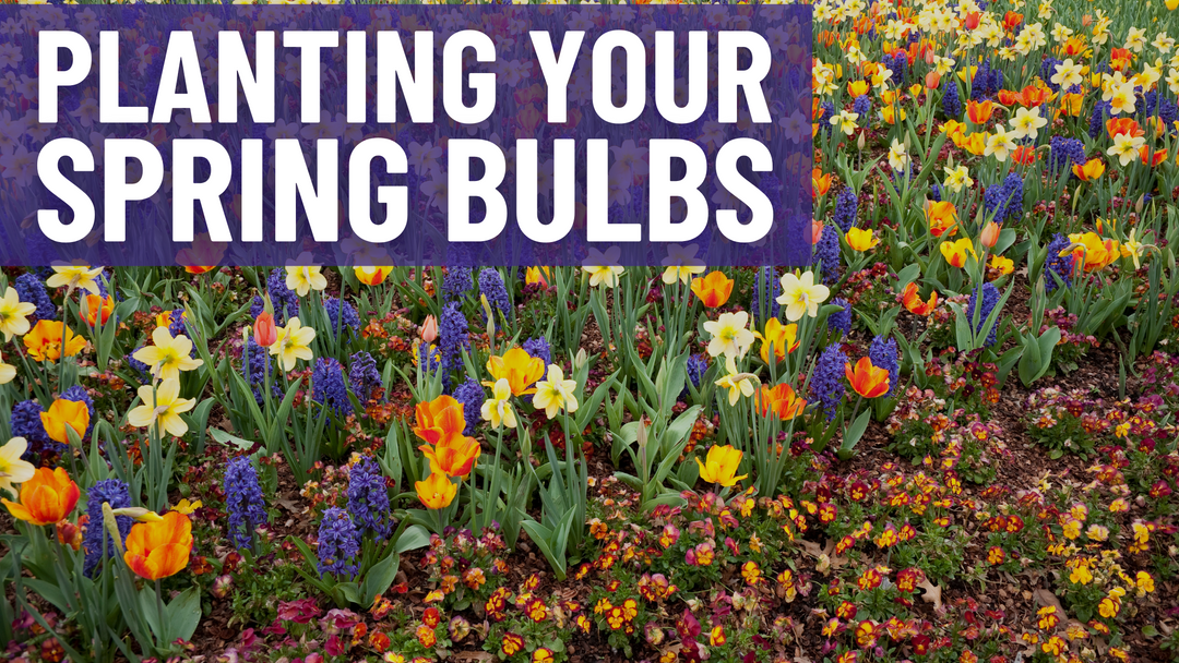 Planting Your Spring Bulbs In USA