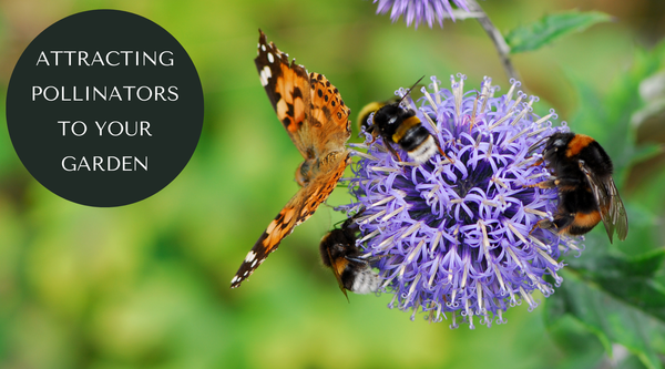 Pourquoi les pollinisateurs sont les meilleurs alliés de votre jardin