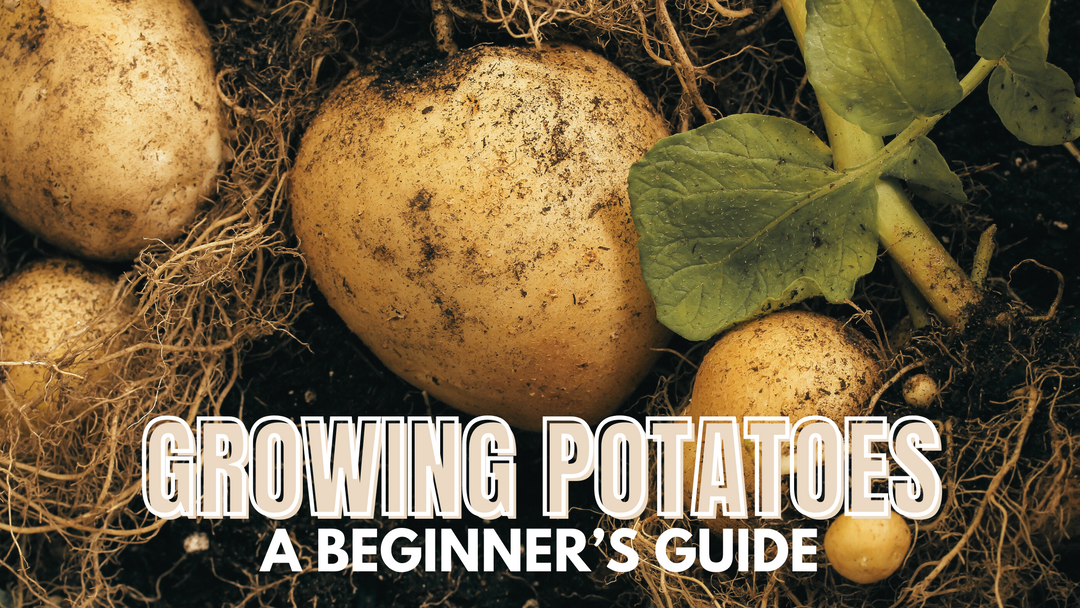 Growing Potatoes