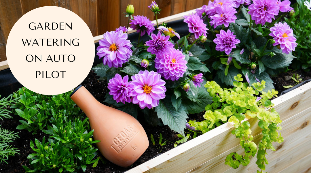 What is an Olla and How Do I use it in My Garden?