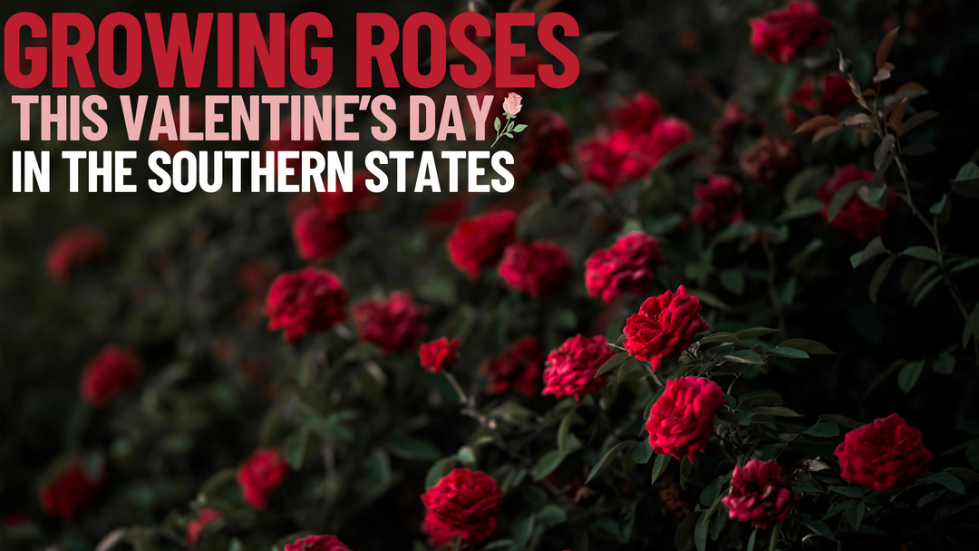 Growing Roses This Valentines Day In The Southern States