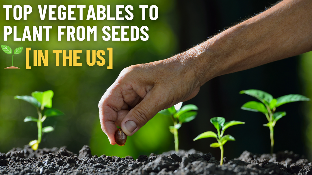Top Vegetables To Plant From Seeds