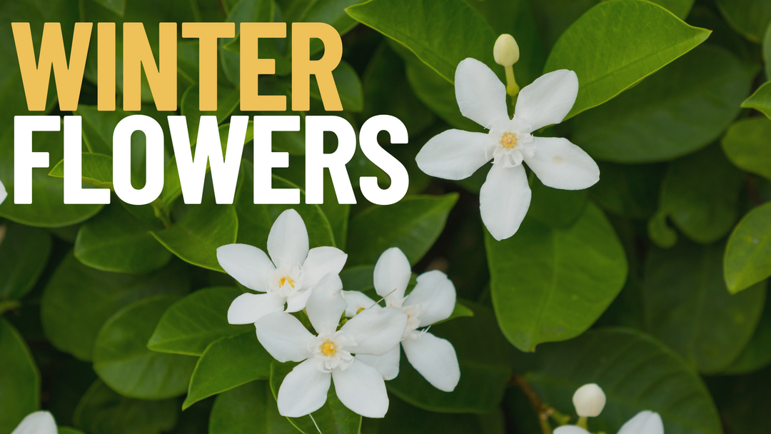 Winter Flowers to Encourage in your garden