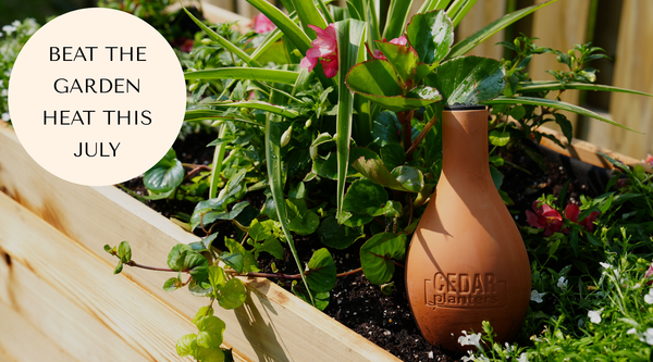 Comment combattre la chaleur de juillet au jardin avec le cèdre