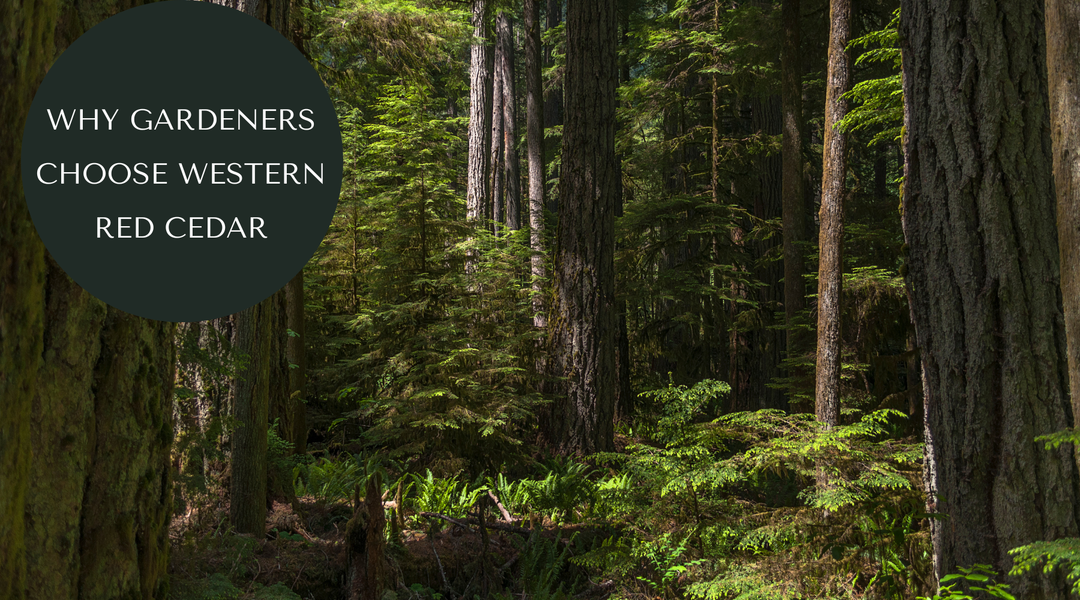 The Advantage of Western Red Cedar for Your Garden