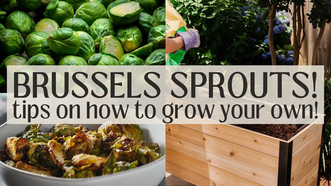 How to grow Brussels Sprouts in your raised garden bed