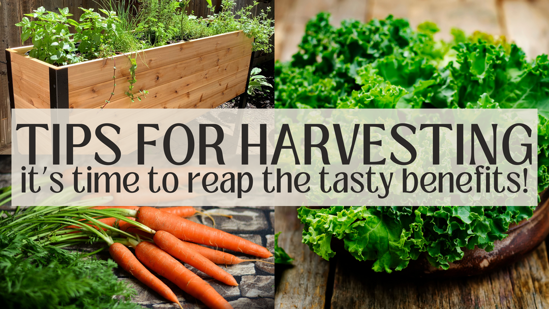 Tips for harvesting! Is there a wrong way?