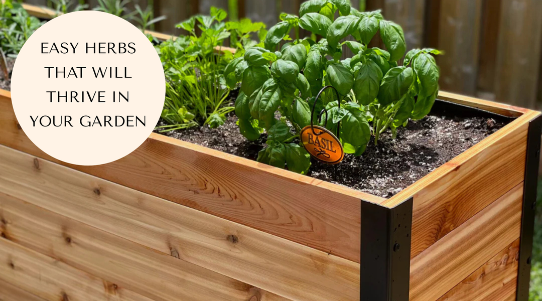 Which Herbs Thrive Best in Raised Garden Beds to Beat Grocery Prices?