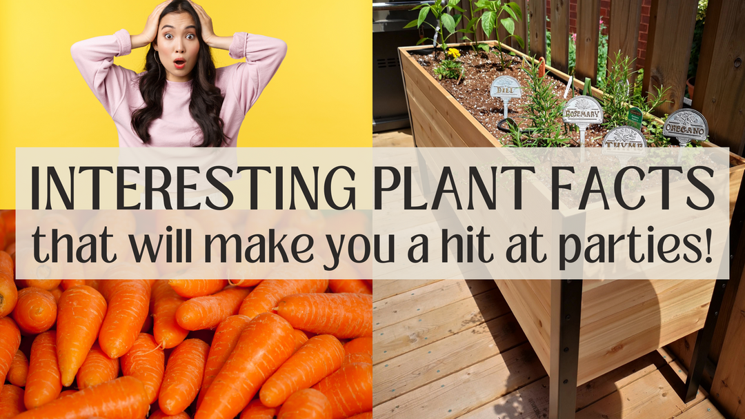 Fun vegetable and plant facts to wow your friends!