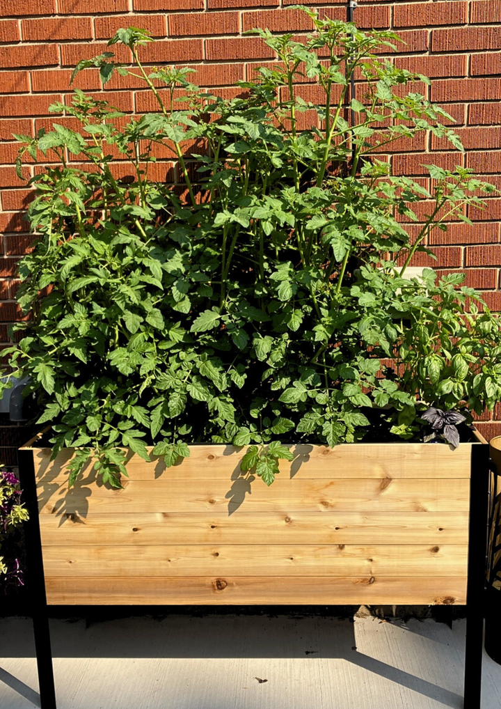 E-book: Tomato planting guide – rectangular cedar planter box for outdoor and garden use