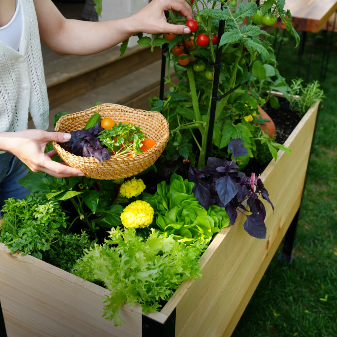 E-Book : Guide du débutant pour le jardinage en hauteur